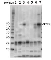PEPCK | PEP carboxykinase in the group Antibodies Plant/Algal / Global Antibodies at Agrisera AB (Antibodies for research) (AS07 241)